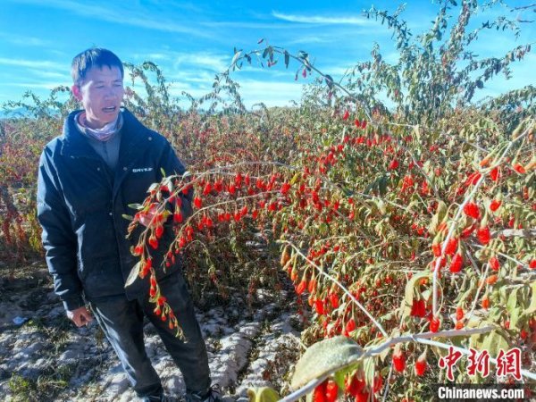 配资期货配资 青海：政银协作催生柴达木枸杞百亿产业链